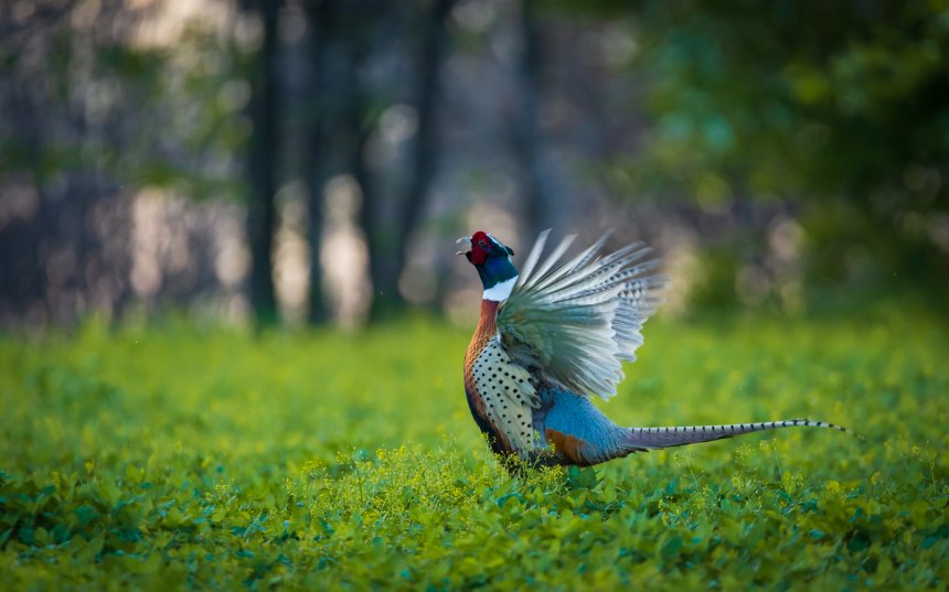 Фазан в весеннем лесу - Ева Кострома