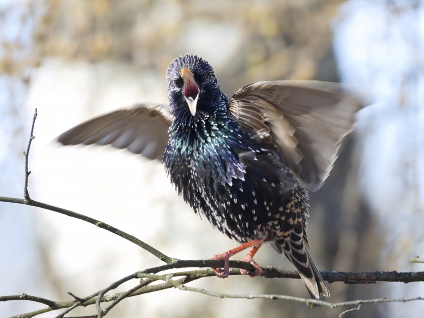 Соло - Максим