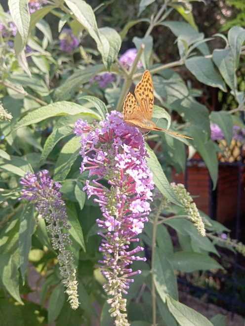 Крымкая бабочка - Анастасия