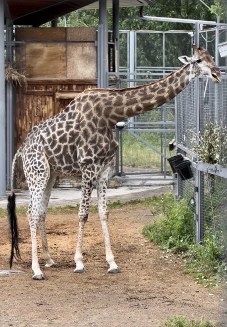 Открой рот, скажи: «Аааа… трава!» -  