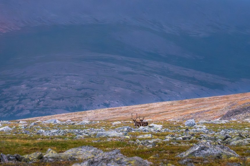 Обитатели Плато Руин - Сергей Межин