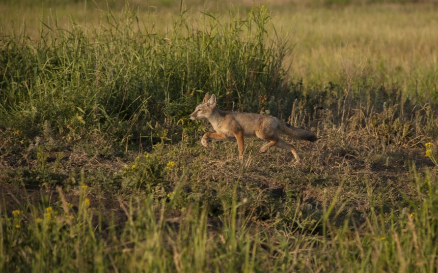 Маленький корсак - Владимир Летунов