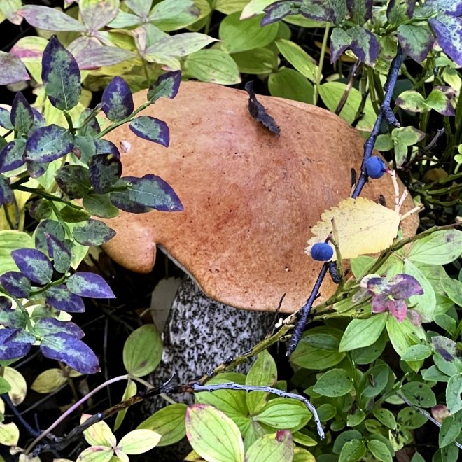 Лесной красавец -  