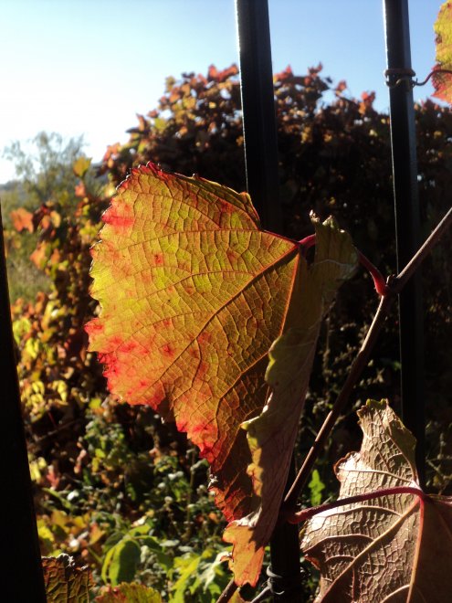 Сила солнца -  