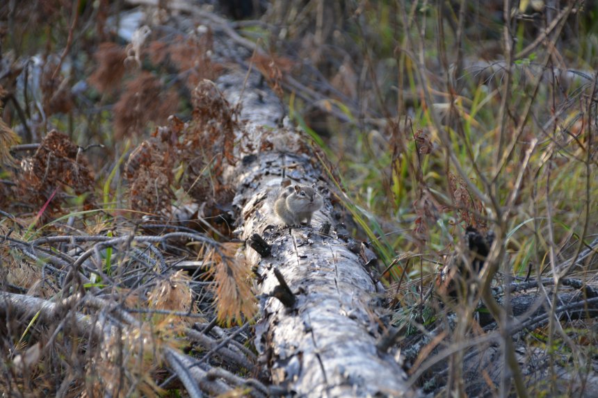 Удачный день - Ирина