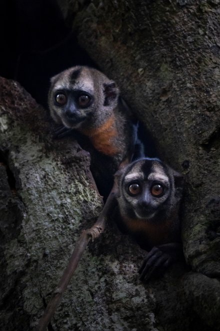 Ночные обезьяны - Анна