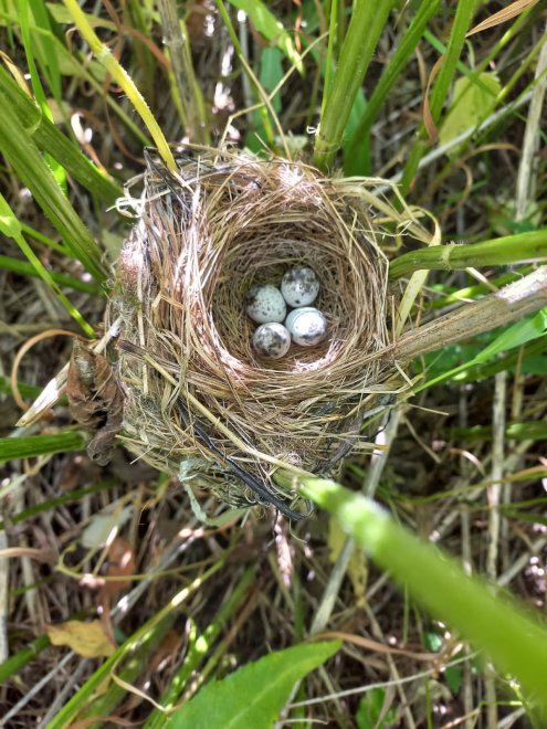 Яйца судьбы - Юлия Филатова