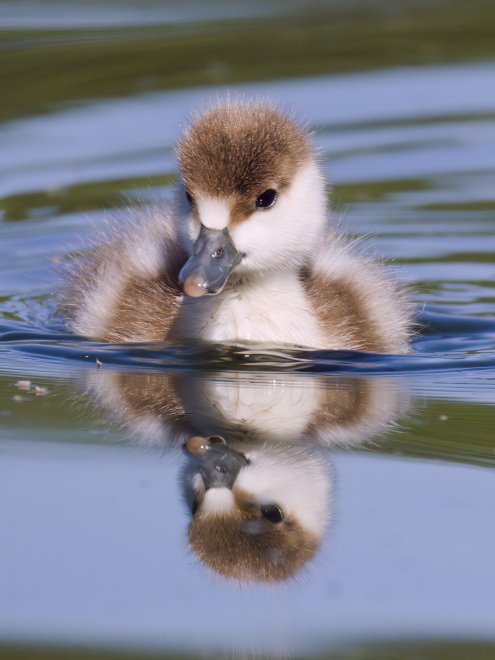 Утенок огаря - Максим