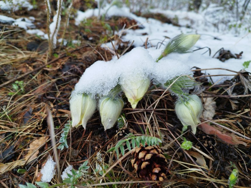Снег не помеха - Анастасия