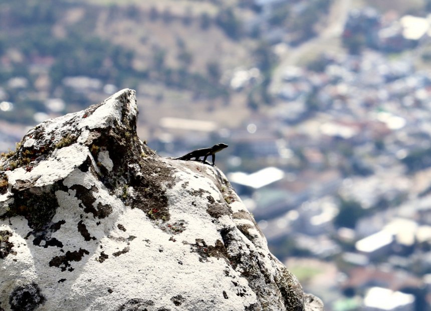 Царица Столовой горы - Елена Круглякова