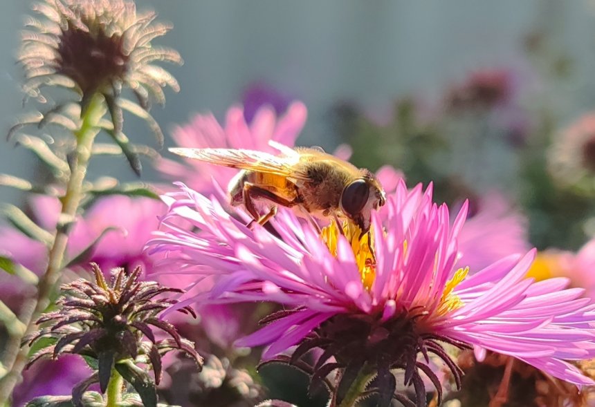 Трудяга - Ирина