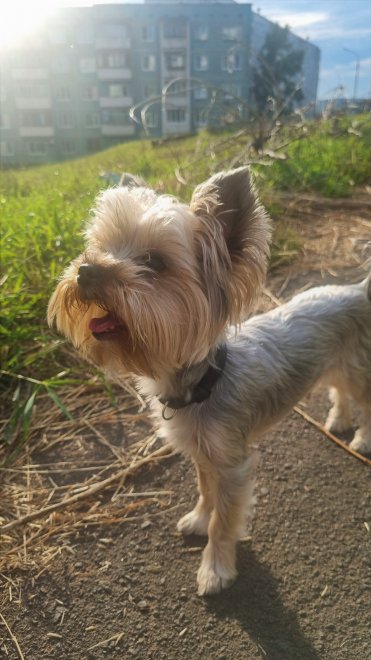 Мой четвероногий друг - Анастасия Рахманова