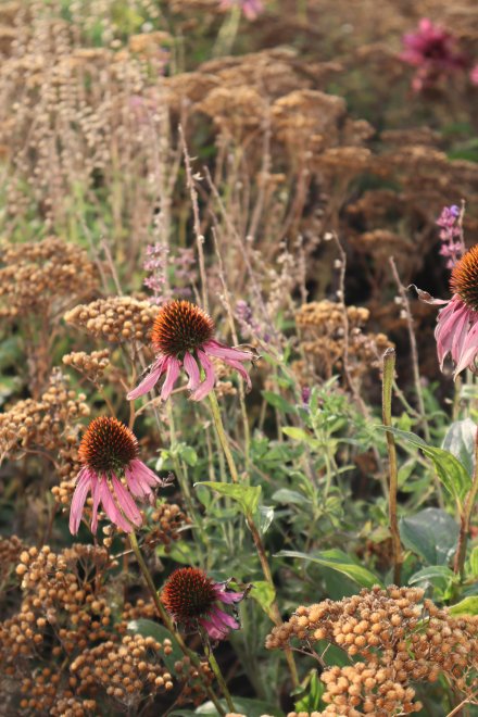 Осень в цветах -  