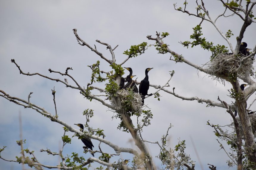 Бакланы Балтийской косы - Владислав Комиссаров
