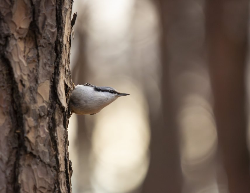 Указатель - Алиса