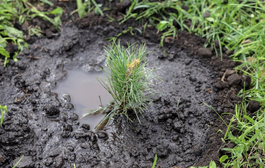 Новая жизнь -  