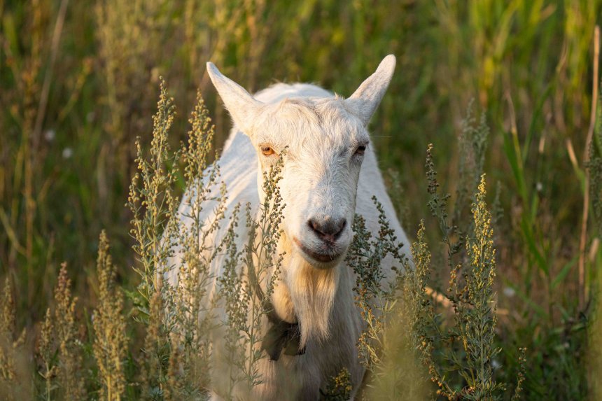 Beautiful goat -  