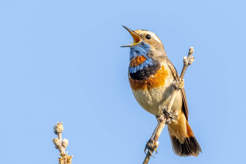 Ворокушка -  