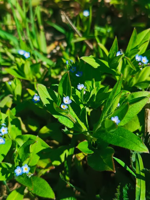 Млечные цветы -  