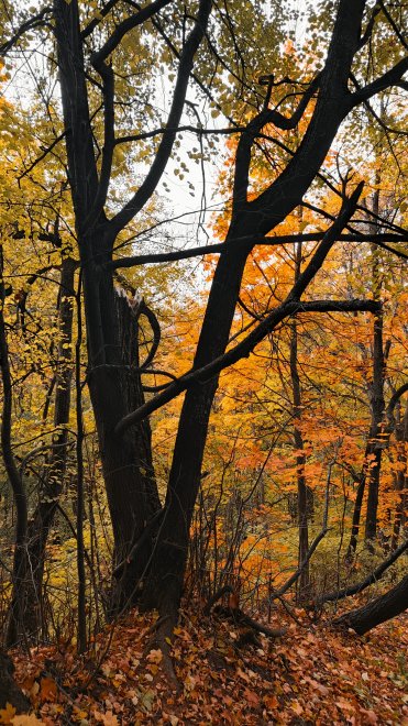А деревья любят... - Анастасия