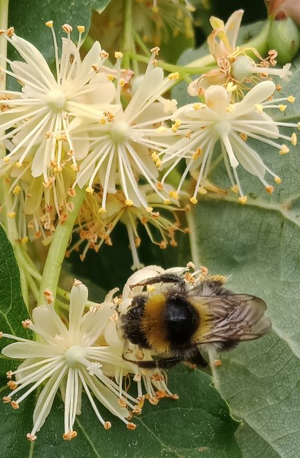 Медовая липа - Лев