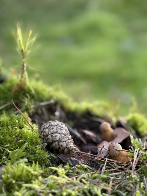 Лесное очарование -  