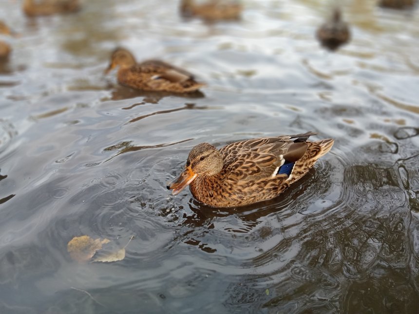 Утки в осеннем пруду - Софья