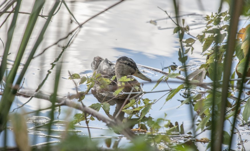 В городском саду - Владимир Летунов
