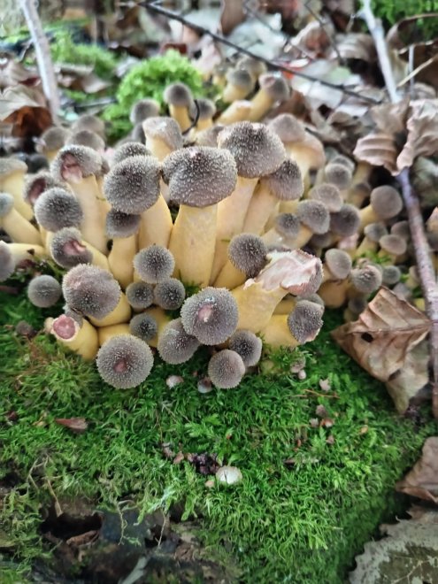 Грибное семейство - Василий Юров