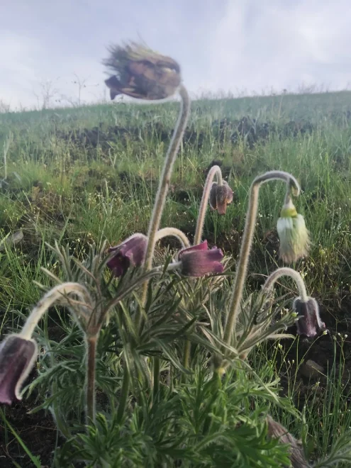 Сон трава - Елена