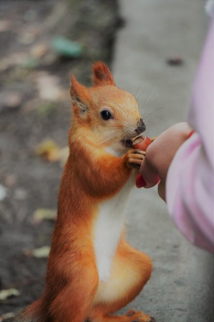 Дружелюбная белка - Татьяна