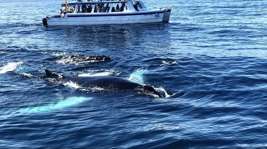 Морские танцоры - Юлия