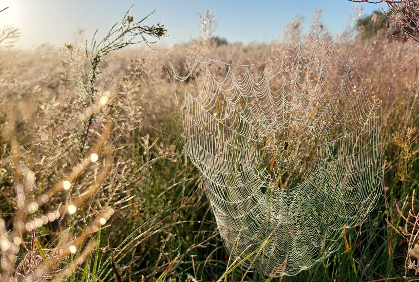 Роса - Наталья