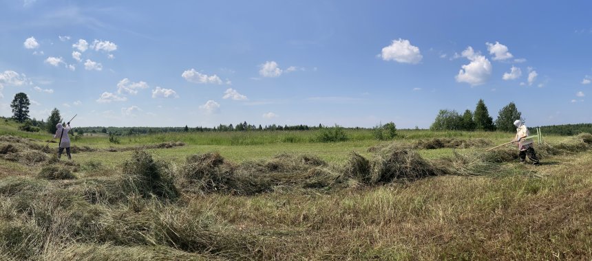 Плоды лета: Искусство сбора сена - Лариса