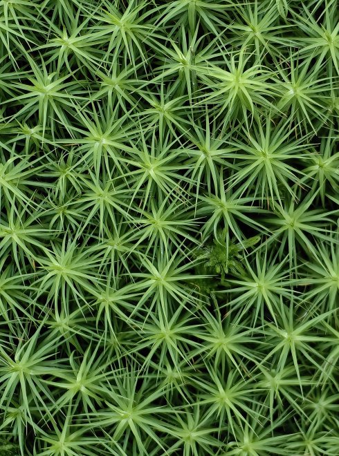 Мох - как лес в миниатюре -  