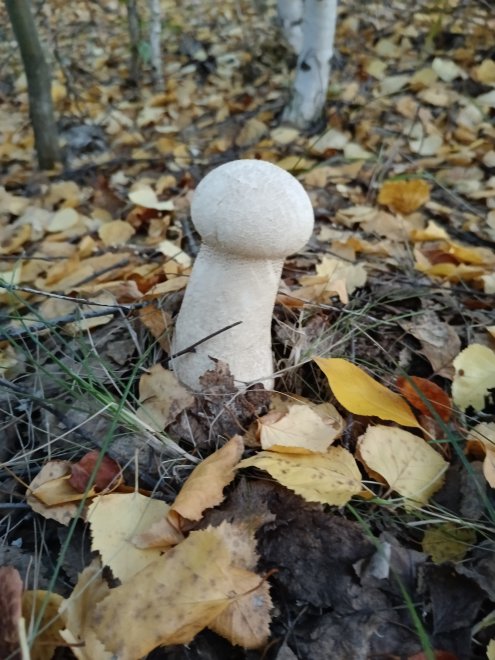 Странный гость - Алевтина