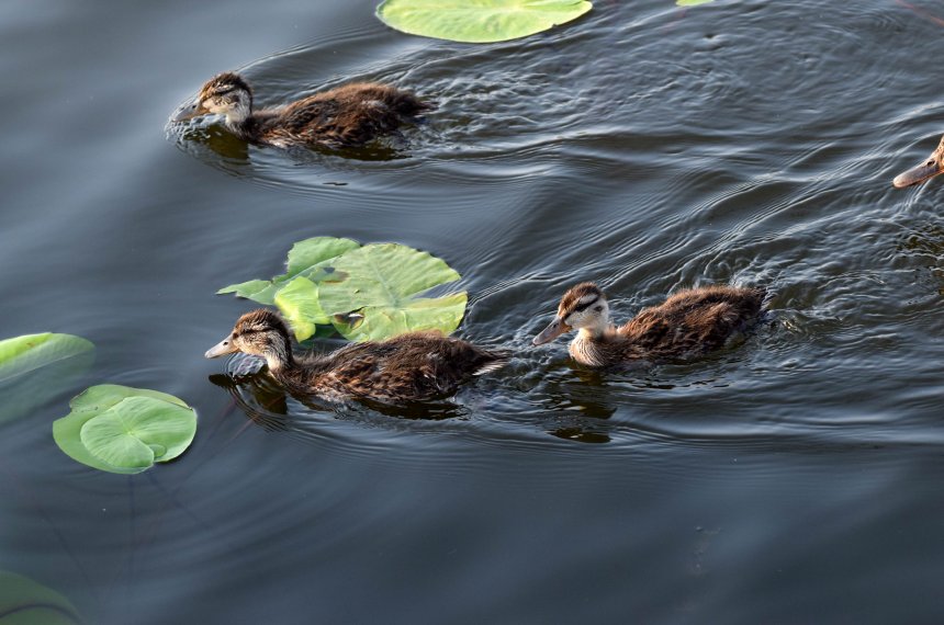 Заплыв втроём - Владислав Комиссаров