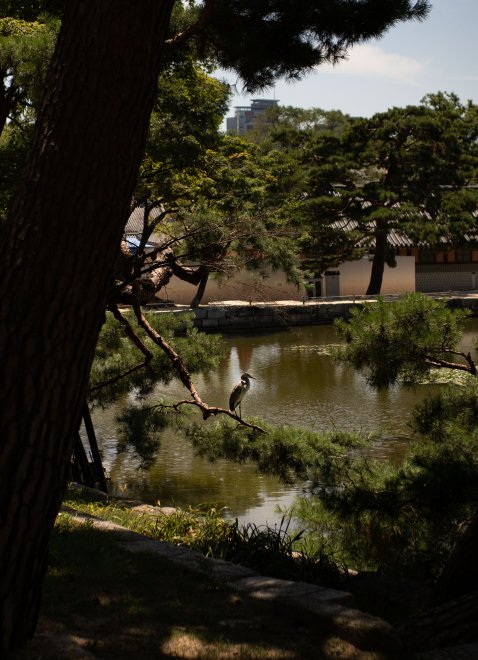 Цапля в объятиях тишины - Полина
