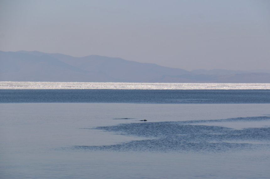 Неожиданная встреча - Сардаана Дорофеева (1/3)