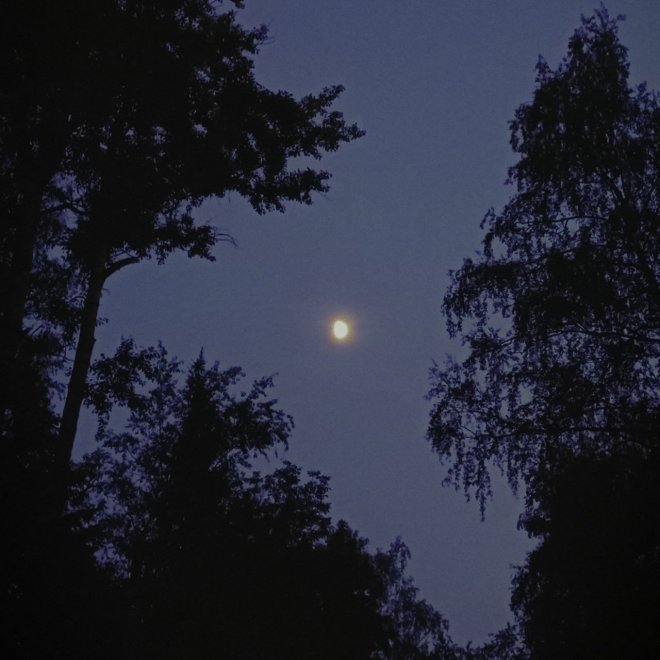 Тихая луна в объятиях леса -  