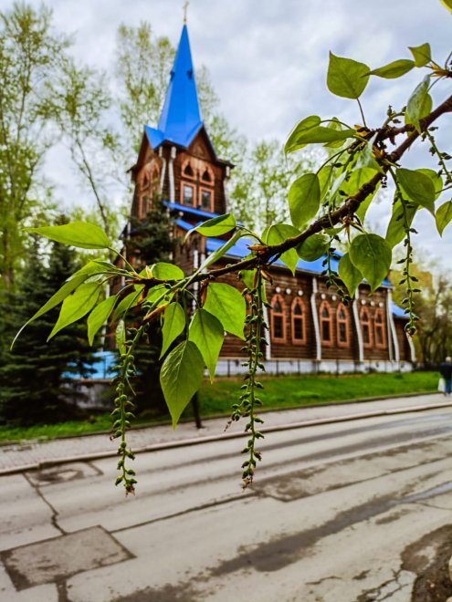 Весенняя ветка березы - Юлия