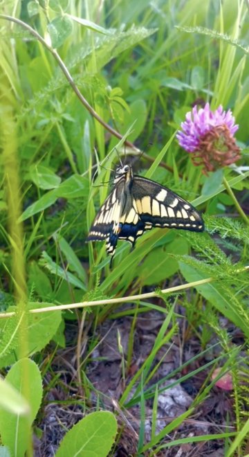 Чудо природы - Ульяна Ширинова