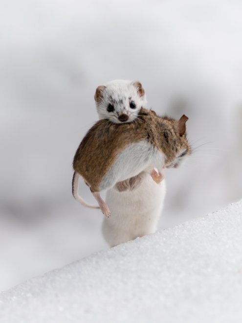 Неласковая ласка -  