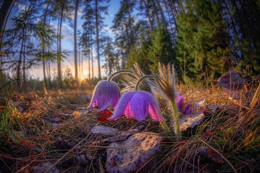 Лесные гномики -  