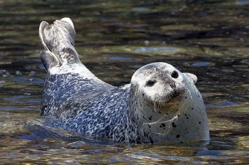 Я на солнышке лежу - Никита