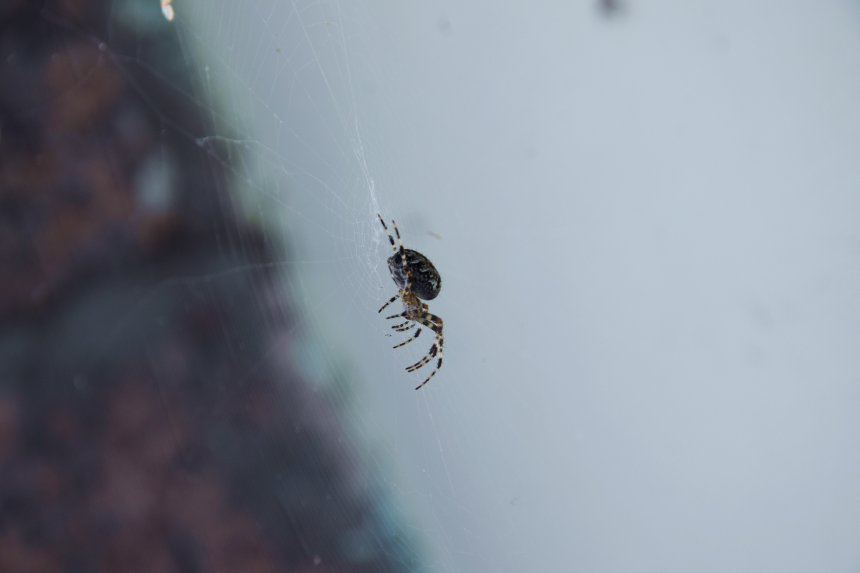 Маленький стратег - Георгий