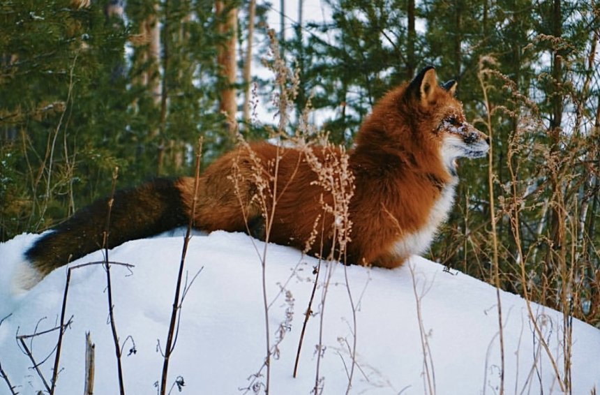 ✨Лис в заснеженном лесу✨ - Ирина