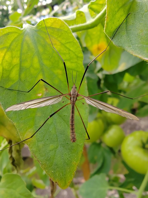Комар-долгоножка и томат 🍅 -  