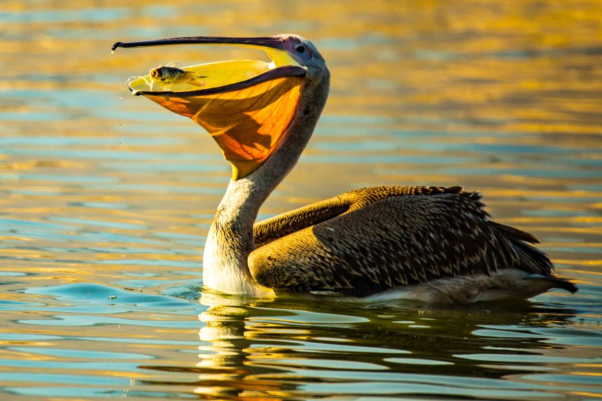 Пеликан на озере. -  