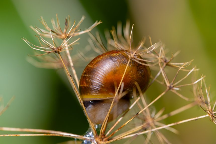 Улитка priotrohatella stellata - Mariia Stepanova